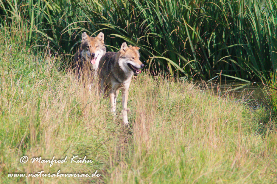 Wolf (Europäischer)_0076