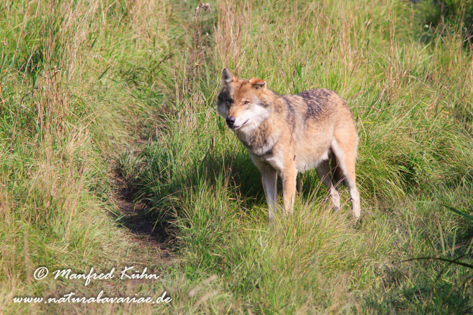 Wolf (Europäischer)_0078