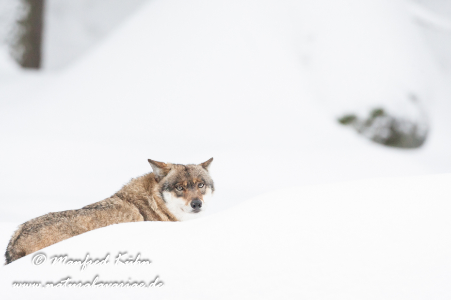 Wolf (Europäischer)_0091