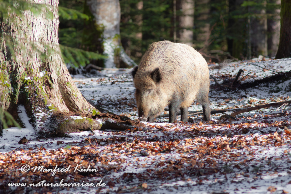 Wildschwein ()_0023