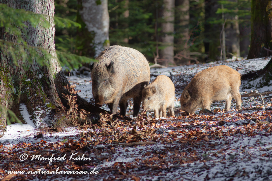 Wildschwein ()_0029