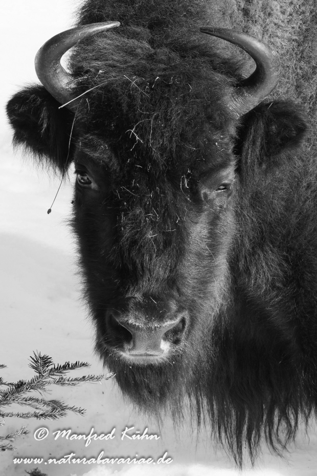 Wisent ()_0018