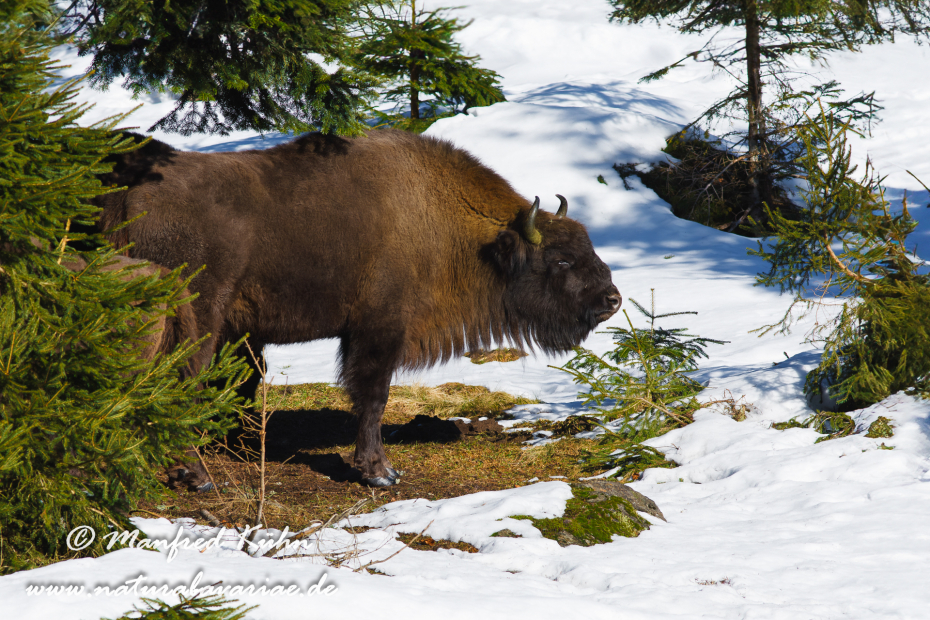 Wisent ()_0026