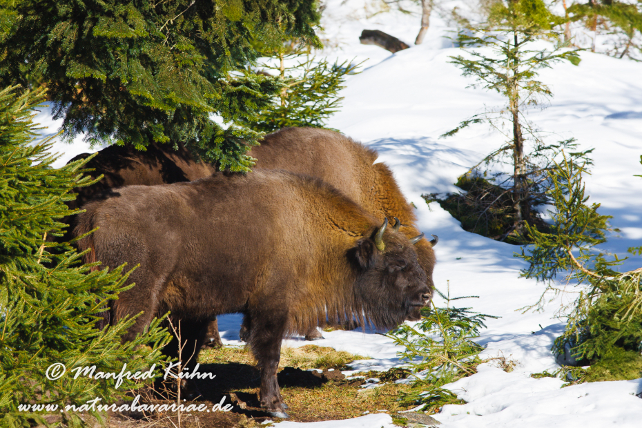 Wisent ()_0030