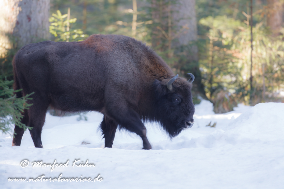 Wisent ()_0054