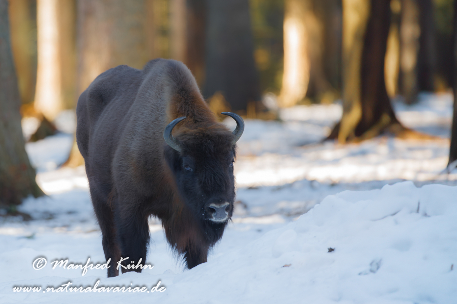Wisent ()_0057