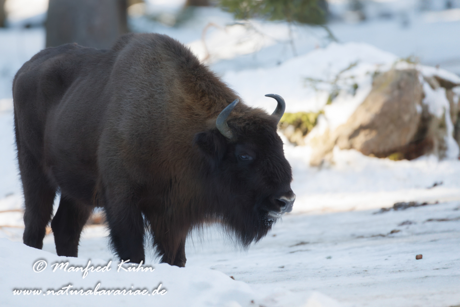Wisent ()_0060
