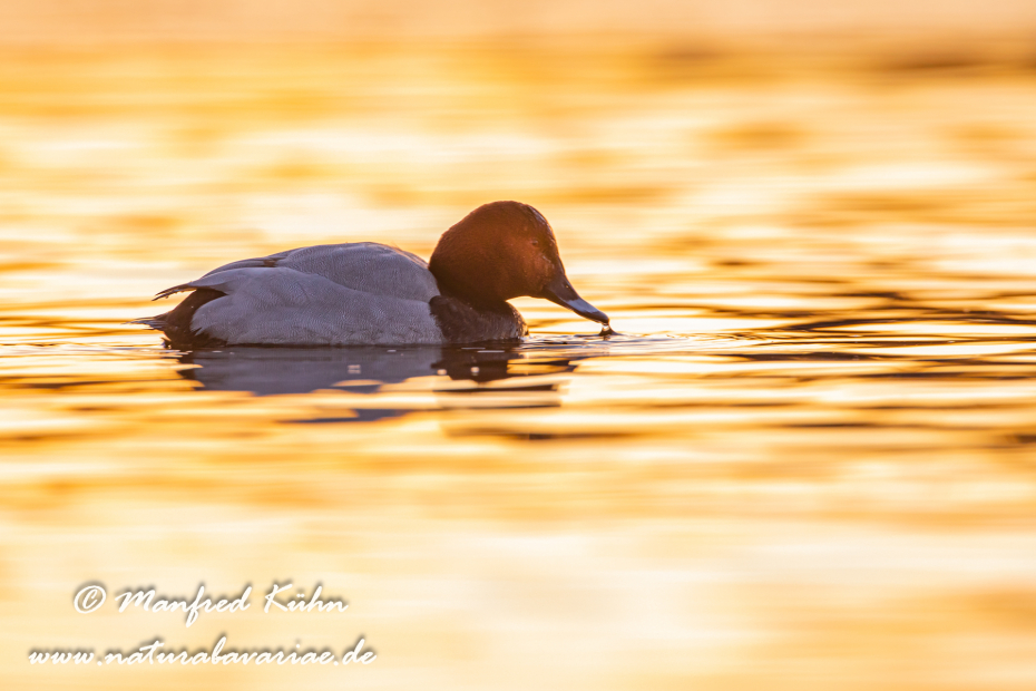 Tafelente ()_0053