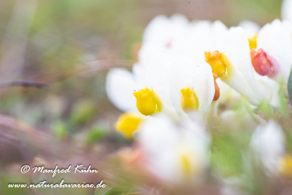 Kreuzblume (Buchs-)_0001