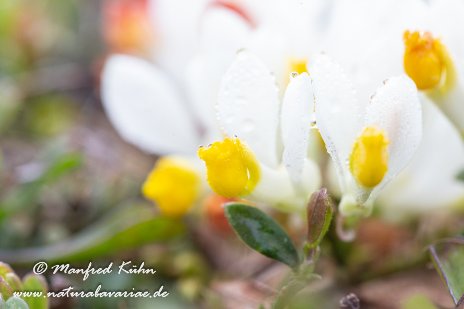 Kreuzblume (Buchs-)_0002