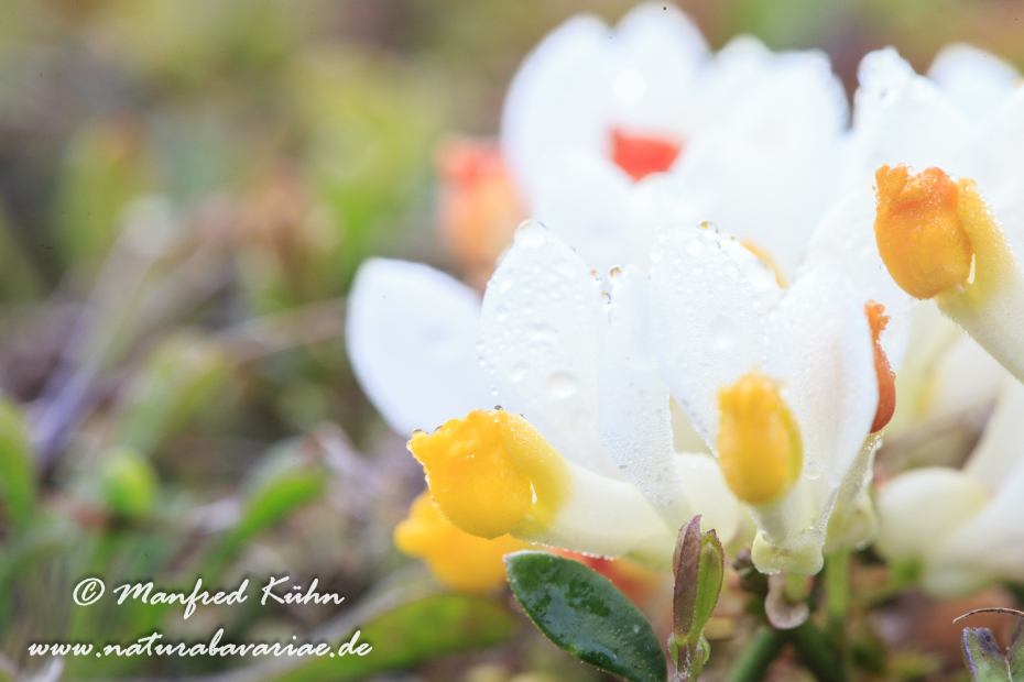 Kreuzblume (Buchs-)_0004