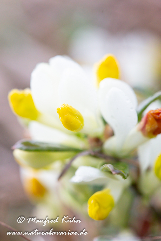 Kreuzblume (Buchs-)_0005