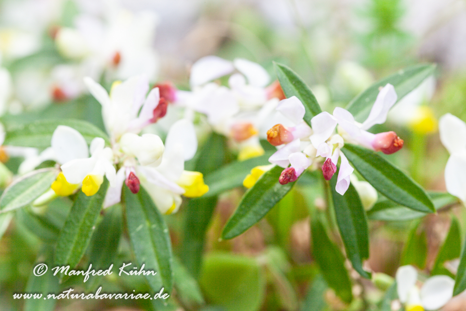 Kreuzblume (Buchs-)_0007