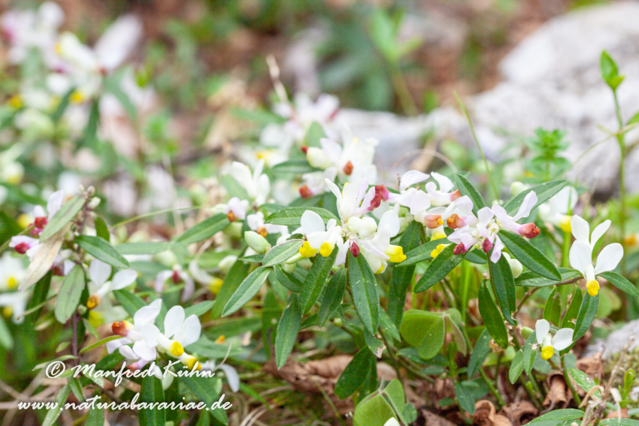 Kreuzblume (Buchs-)_0009