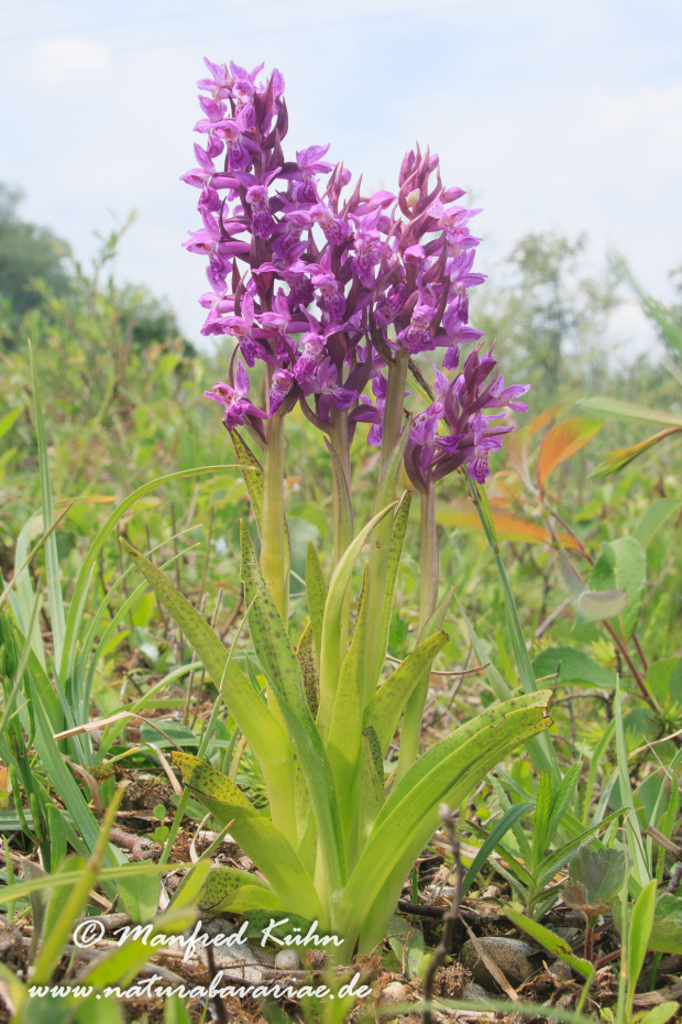 Knabenkraut (Fleischfarbenes)_0001
