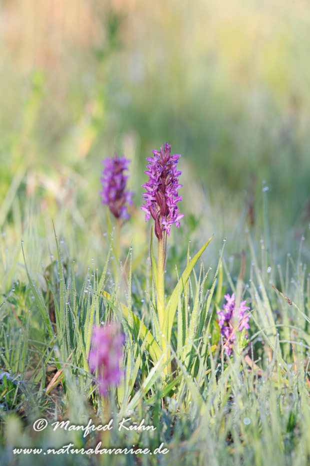 Knabenkraut (Fleischfarbenes)_0006