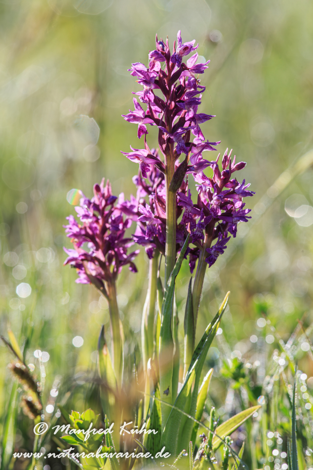Knabenkraut (Fleischfarbenes)_0016