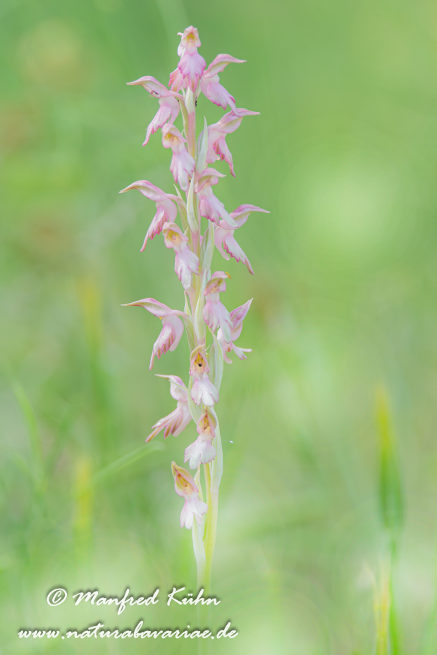Knabenkraut (Heiliges)_0002