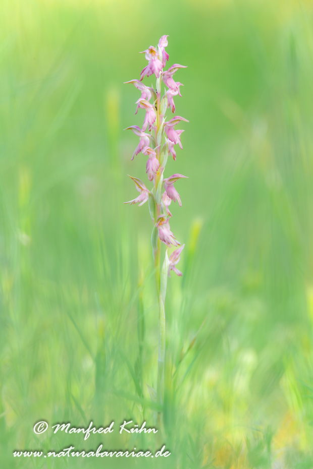 Knabenkraut (Heiliges)_0003