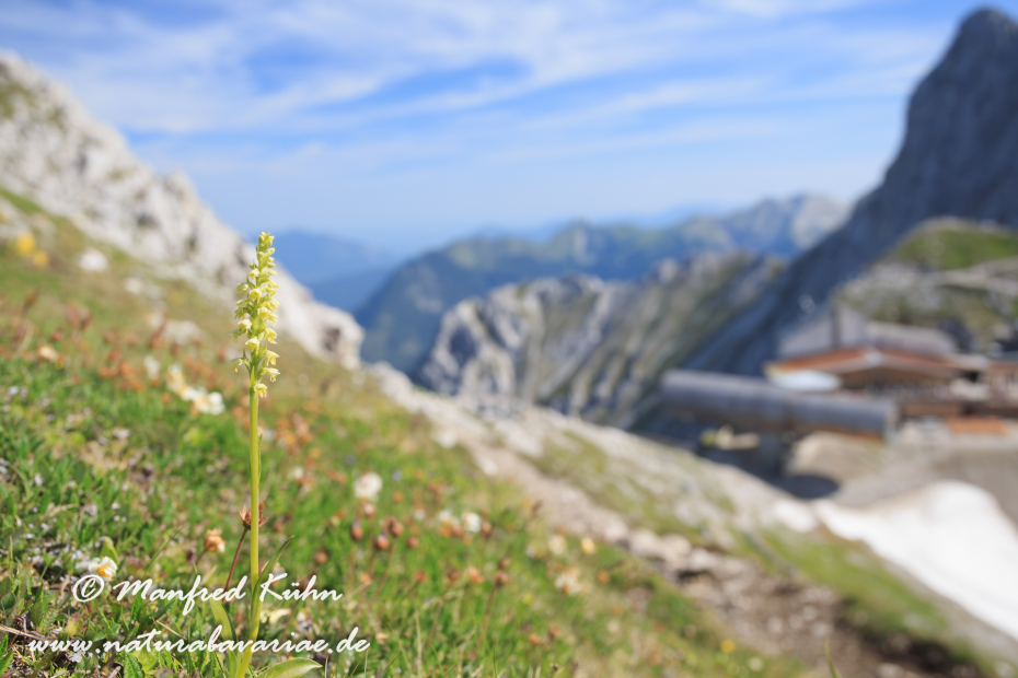 Höswurz (Weiße)_0012