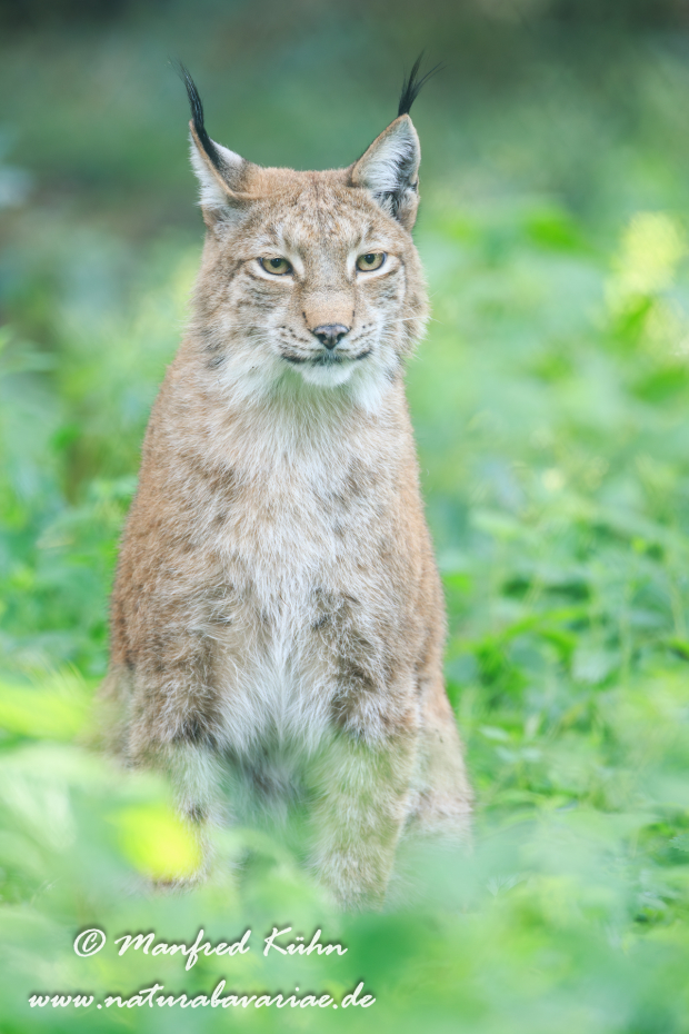 Luchs (Europäischer)_0092