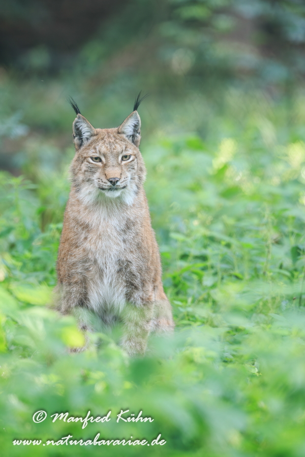 Luchs (Europäischer)_0093