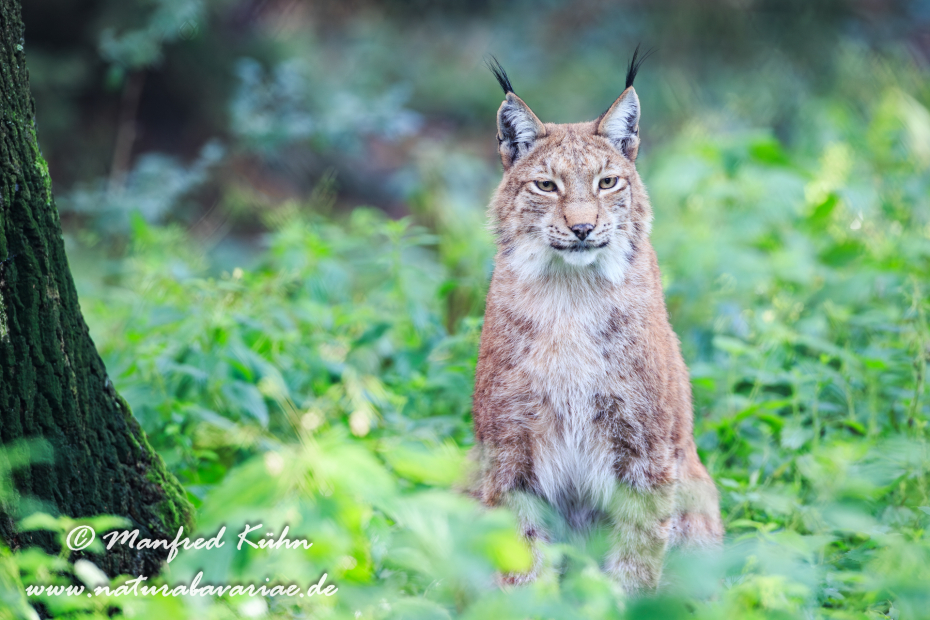 Luchs (Europäischer)_0094