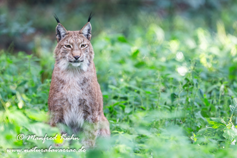 Luchs (Europäischer)_0095