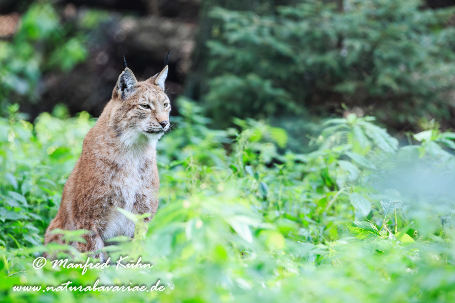 Luchs (Europäischer)_0098