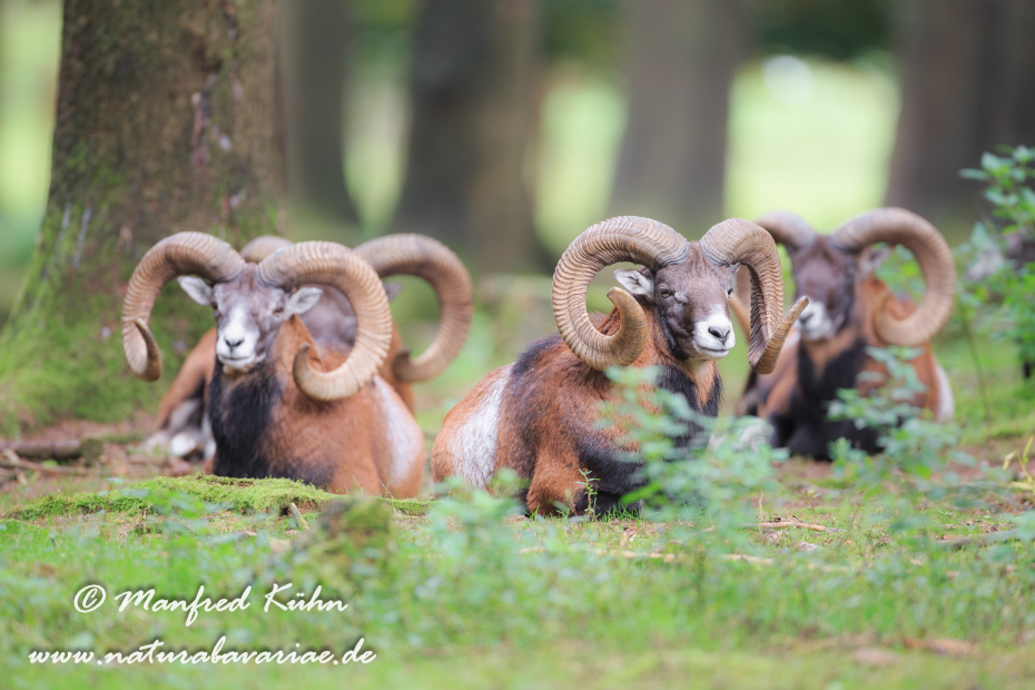 Mufflon ()_0071