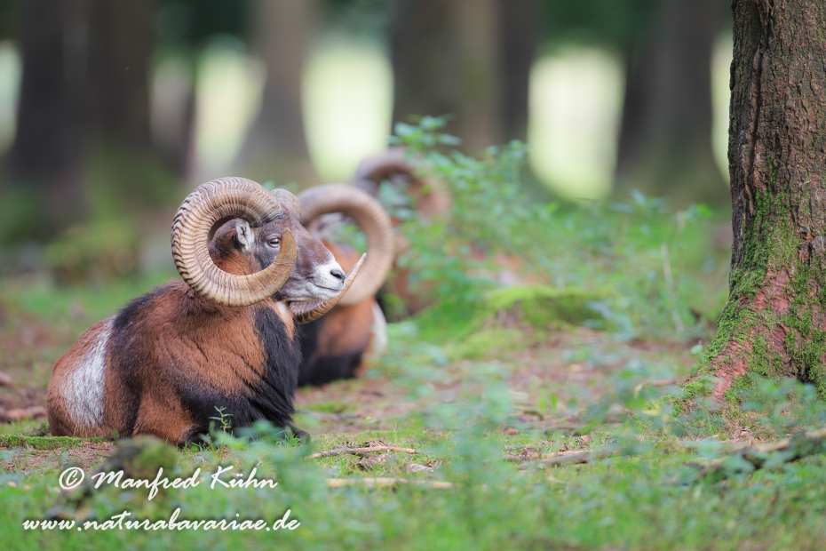 Mufflon ()_0072