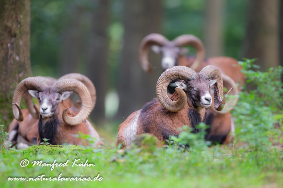 Mufflon ()_0073