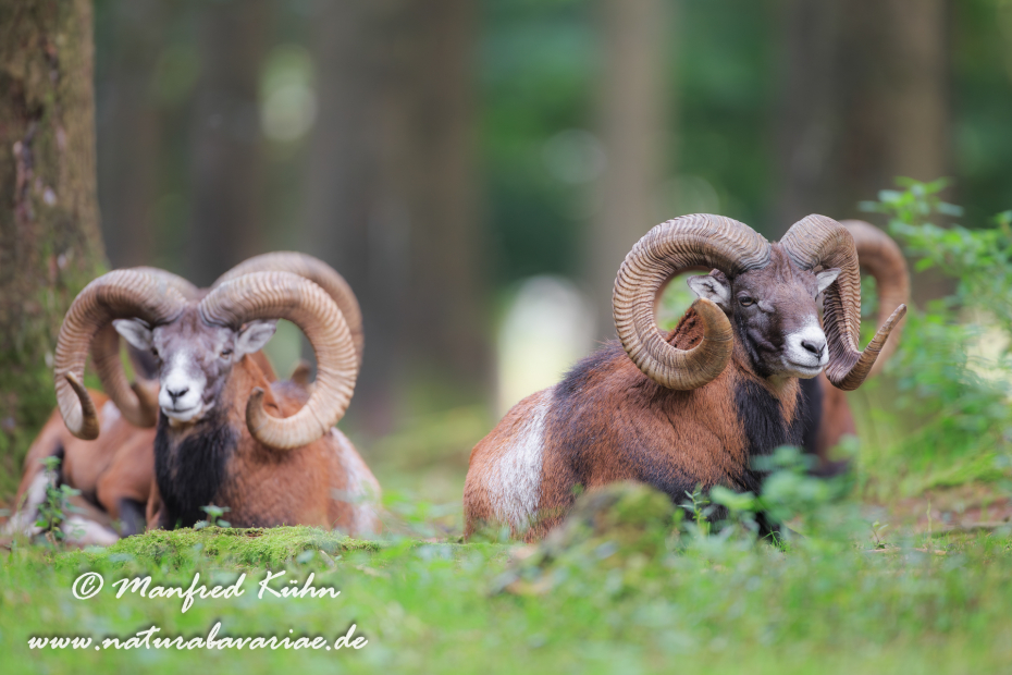 Mufflon ()_0074
