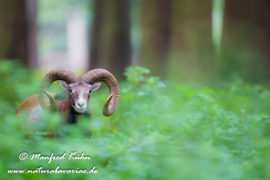 Mufflon ()_0076