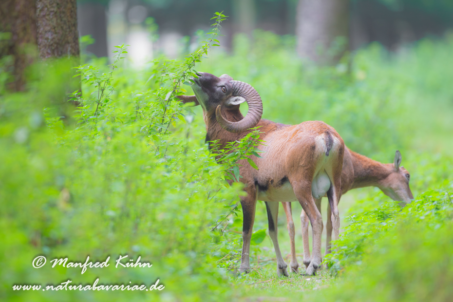 Mufflon ()_0077