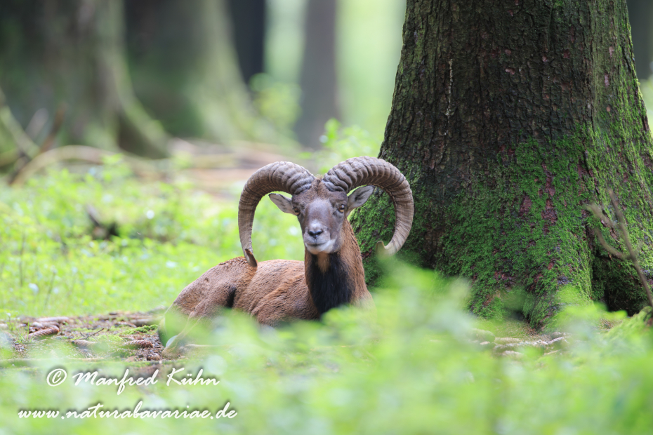 Mufflon ()_0078