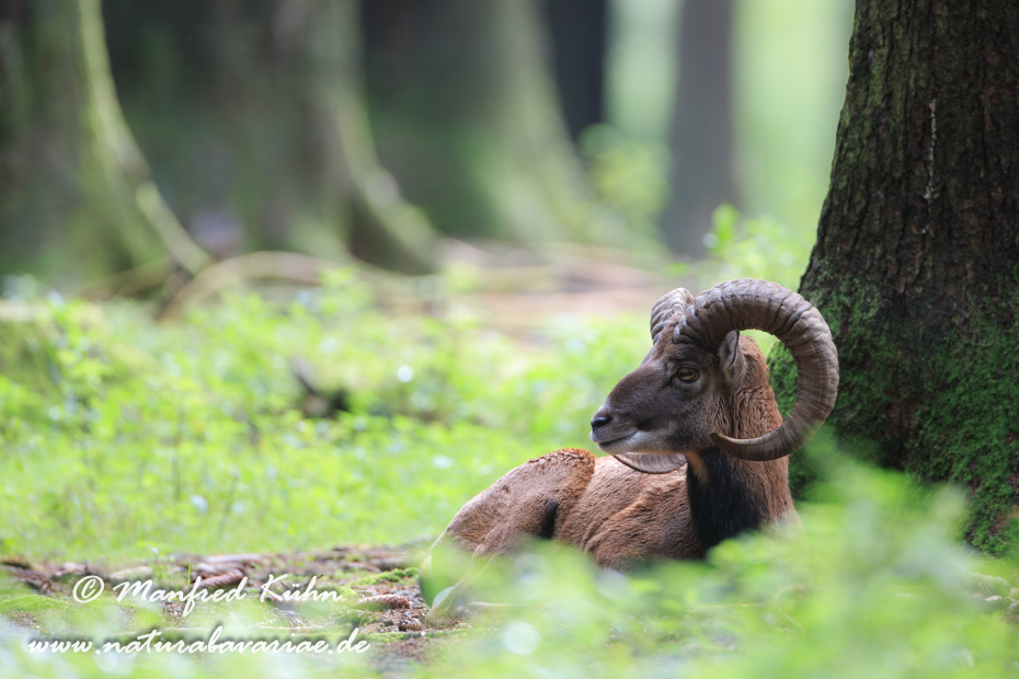 Mufflon ()_0079