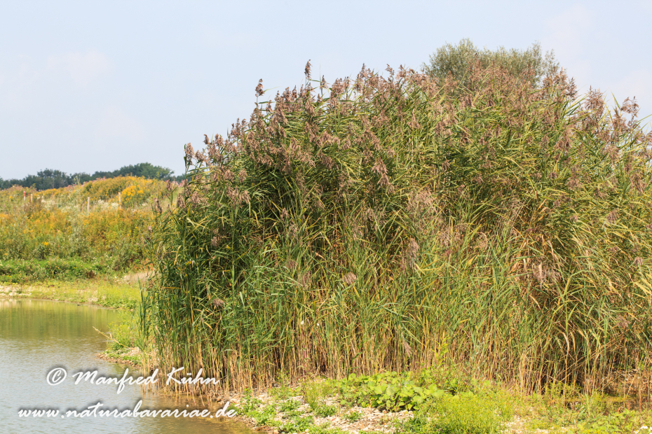 Schilfrohr ()_0003