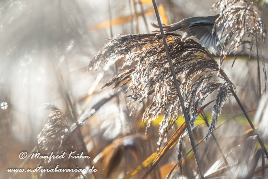 Schilfrohr ()_0010