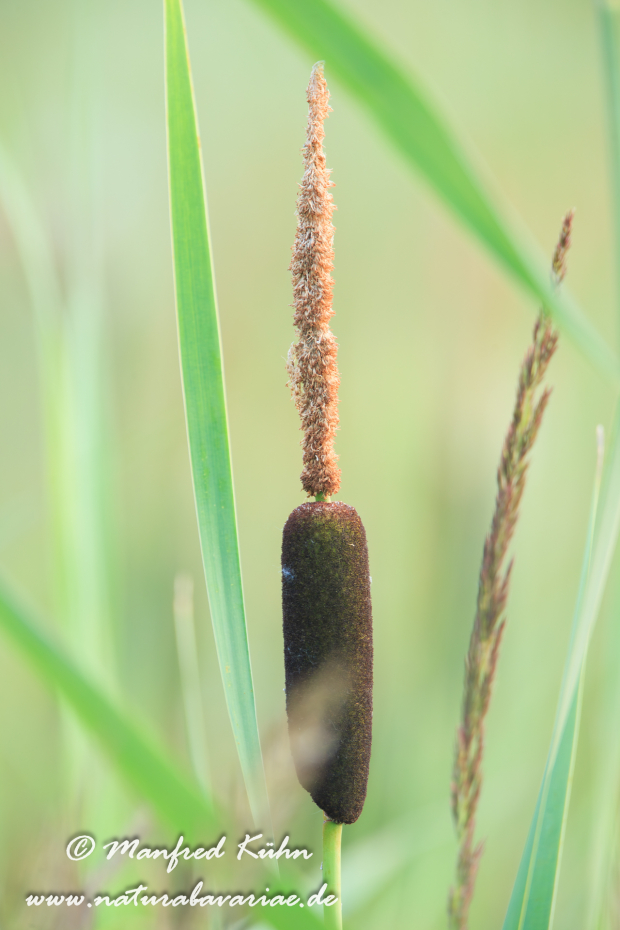 Rohrkolben (Schmalblättriger)_0005