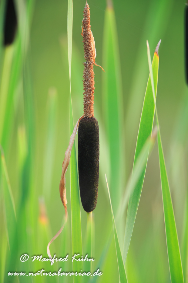 Rohrkolben (Schmalblättriger)_0007
