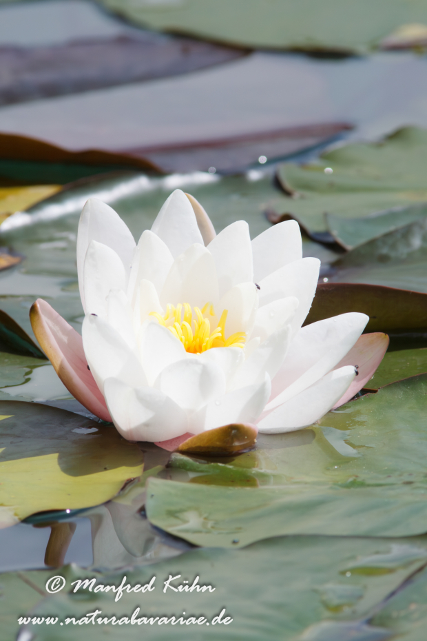 Seerose ()_0003