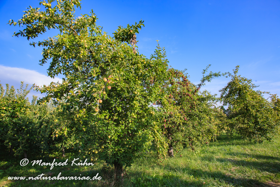 Val di Non (Trentino)_0015