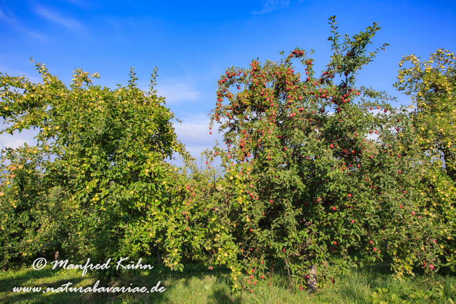 Val di Non (Trentino)_0016