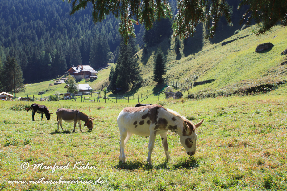 Val di Rabbi (Trentino)_0019