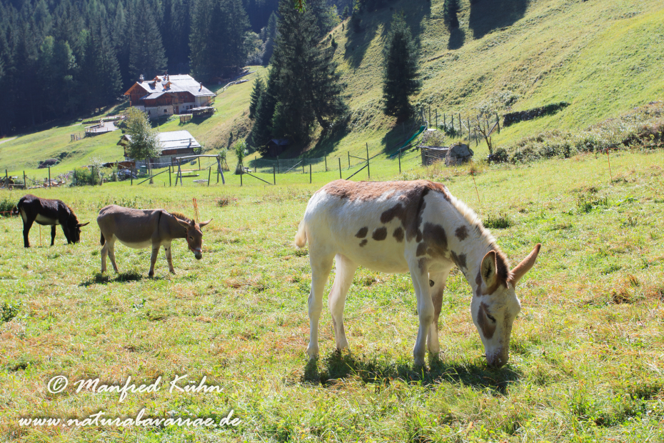 Val di Rabbi (Trentino)_0020