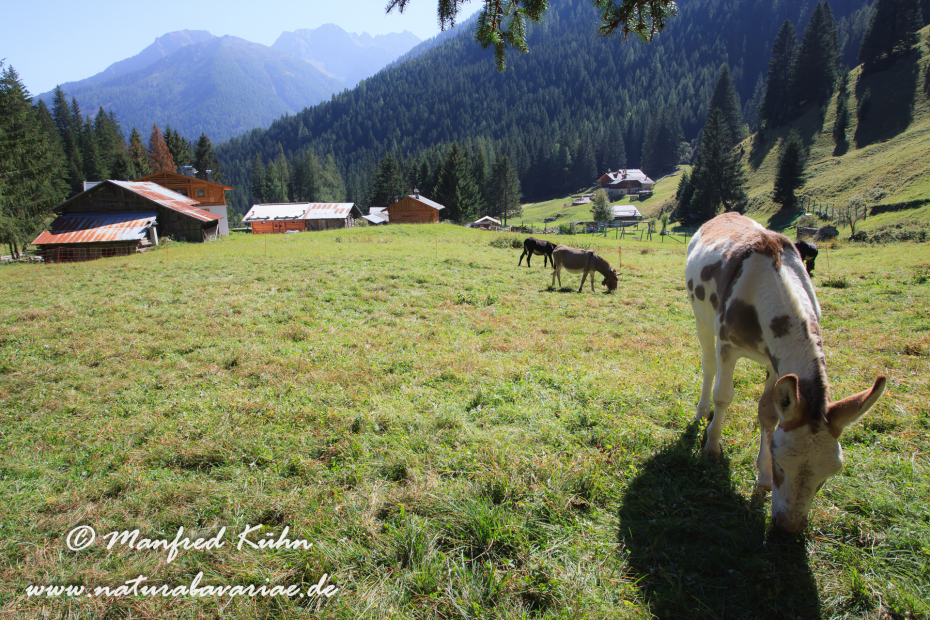 Val di Rabbi (Trentino)_0022