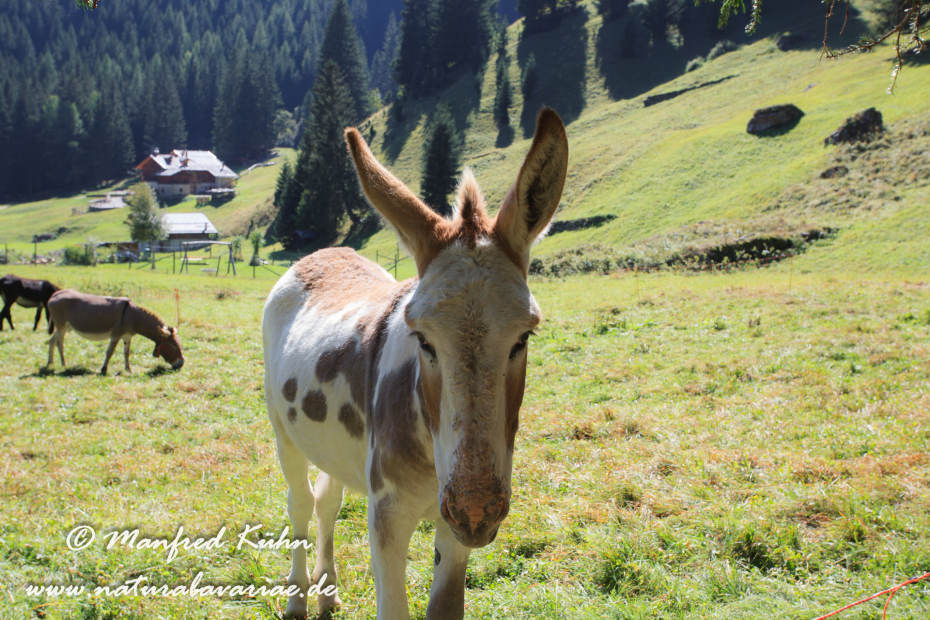 Val di Rabbi (Trentino)_0023