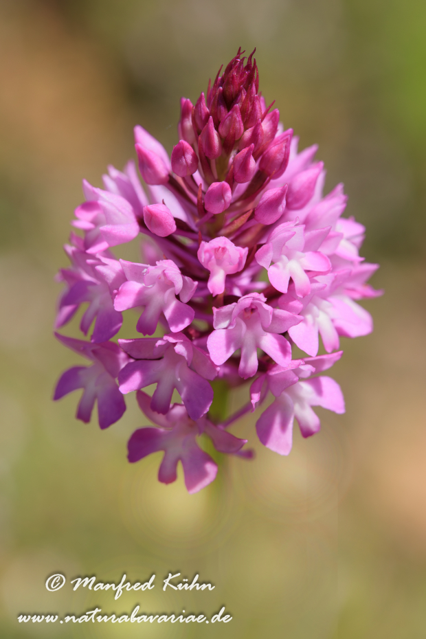 Pyramidenorchis ()_0002