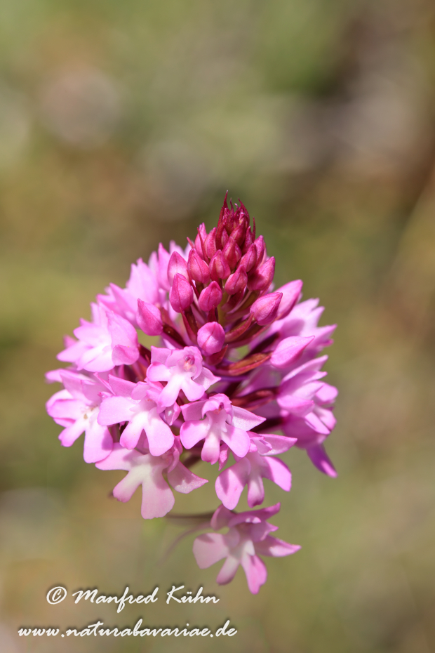 Pyramidenorchis ()_0003